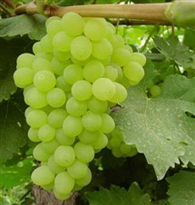 رزق و رزاق از دیدگاه قرآن