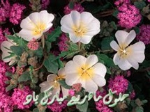 حلول ماه ربیع الاول مبارک باد.السّلامُ علیک یا ربیعَ الاَنام و نضرة الایّام