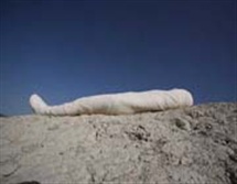 شتری که در هرخانه ای می خوابد !